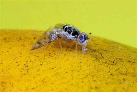 Declara La SAGARPA Libre De Cuatro Especies De Mosca De La Fruta A Tres