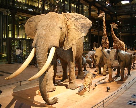 Musee D Histoire Naturelle De Paris Aper U Historique