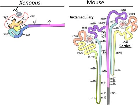 A Beautiful Complex Simplicity The Origins Of Nephron Segmentation