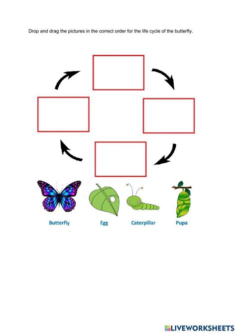 Life Cycle Of The Animal Worksheet Live Worksheets