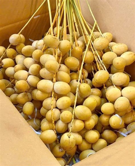 qua cha la tuoi xuat hien nhieu  cho viet duoc vi nhu hat ngoc cua sa