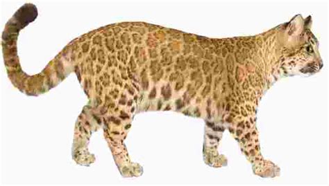 Pumapard All You Need To Know