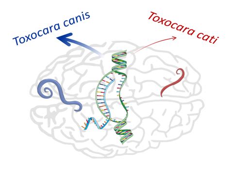 Toxocara Cati Adult