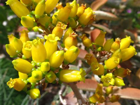 Kalanchoe Orgyalis Copper Spoons World Of Succulents