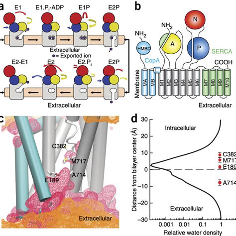 Homology Models Of Atp7a And Atp7b In A Transition State Of