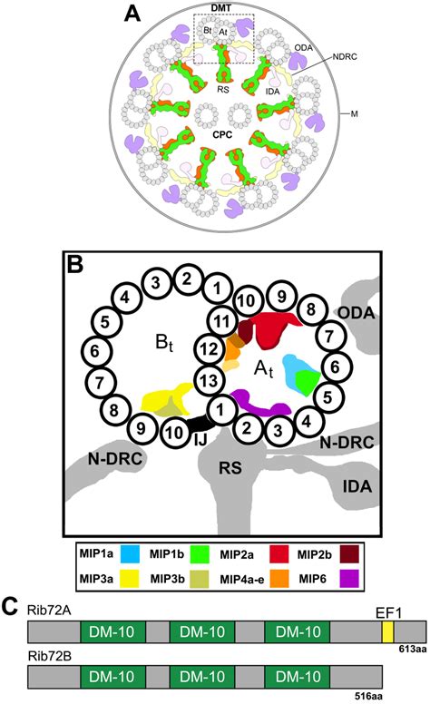 Schematic Models Showing The General Organization Of Microtubule Inner