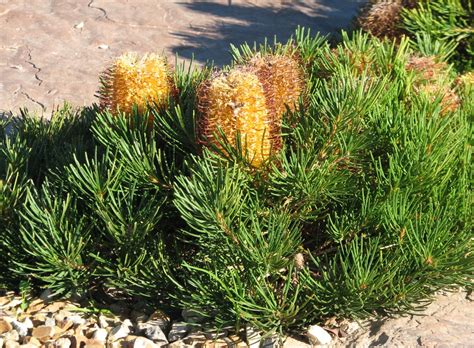 Banksia Birthday Candles Wikipedia