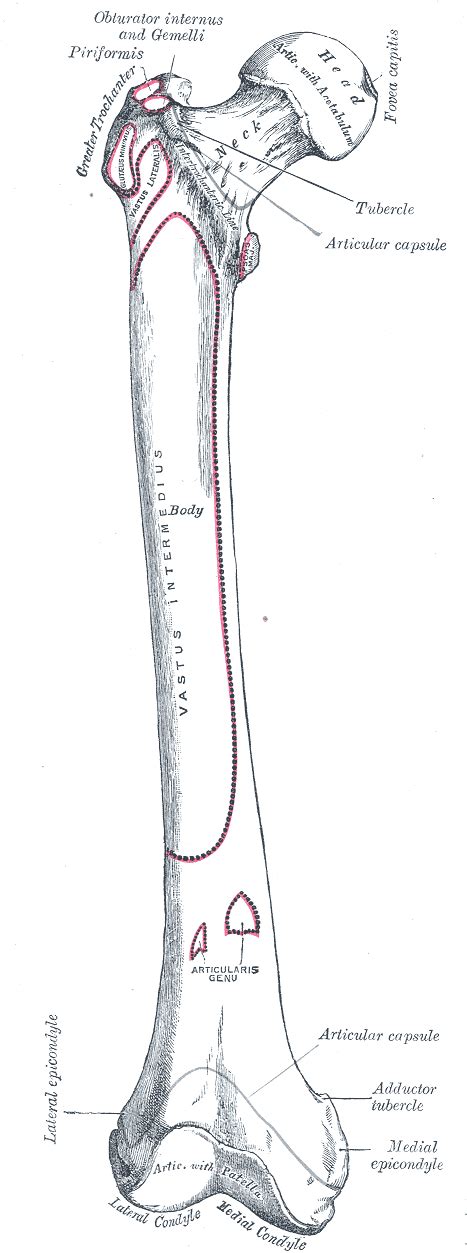 Lateral epicondyle of the femur - wikidoc