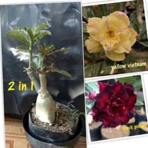 Bibit Tanaman Hias Adenium Kamboja Jepang Pohon Bunga Kamboja