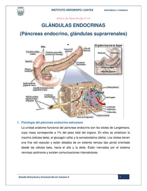 Sesion N 4 estudio estructural y funcional del ser humano II Sesión