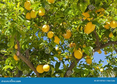 Lemon Tree Stock Image Image Of Flavorful Lemons Natural 20118763