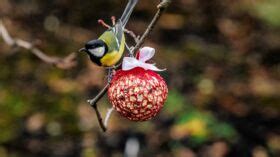 Quand Et Comment Nourrir Les Oiseaux Au Jardin Femme Actuelle Le MAG