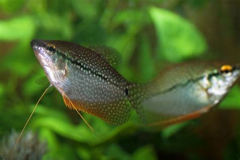 Gourami Breeding Guide (Everything You Need to Know) - Avid Aquarist