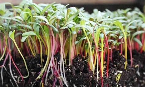 How To Grow Swiss Chard Microgreens Fast And Easy Epic Gardening