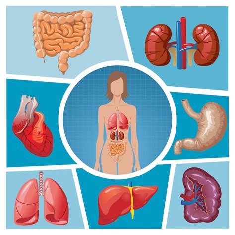 Strona 5 Anatomia Skory Zdjęcia darmowe pobieranie na Freepik