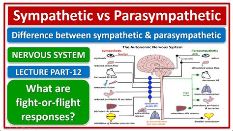 Parasympathetic And Sympathetic Nervous System Differences