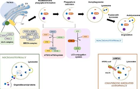 Schematic Representation Of Autophagy The Process Begins With The Download Scientific Diagram