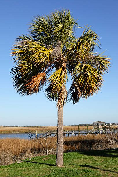 Palmetto Palm Stock Photos, Pictures & Royalty-Free Images - iStock