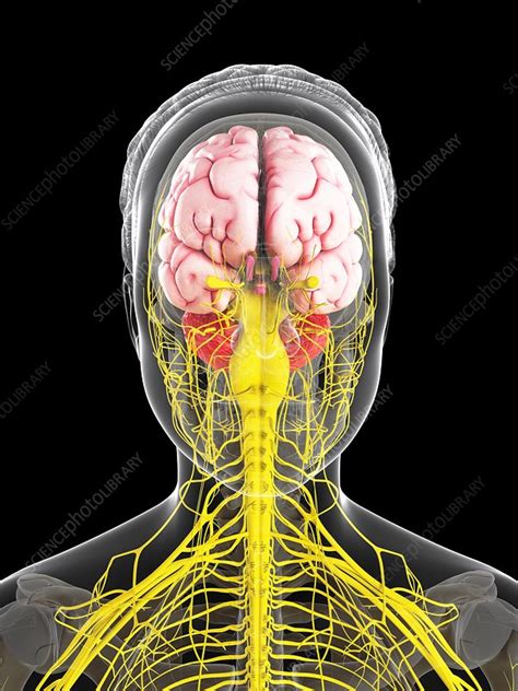 Female Nervous System Artwork Stock Image F006 7854 Science Photo Library