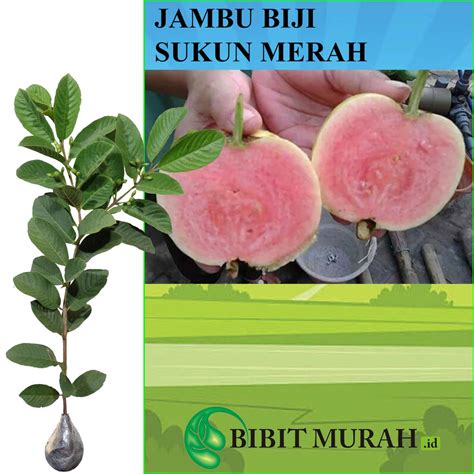 Jual Tanaman Jambu Biji Sukun Merah Bibit Murah Jambu Sukun Merah 40