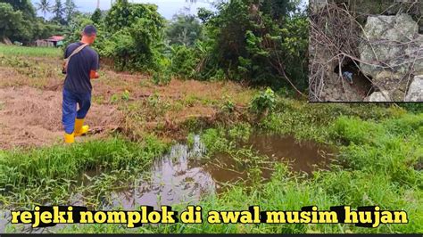 Rejeki Mancing Belut Di Awal Musim Penghujan Semua Lubang Ada Isinya