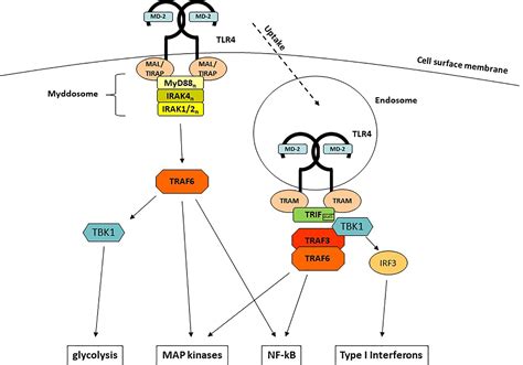 Tlr4 Signaling Pathway