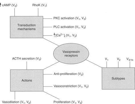 7 Vasopressin receptor sub- | Download Scientific Diagram