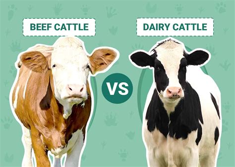 Beef Cattle vs Dairy Cattle: The Key Differences (With Pictures ...