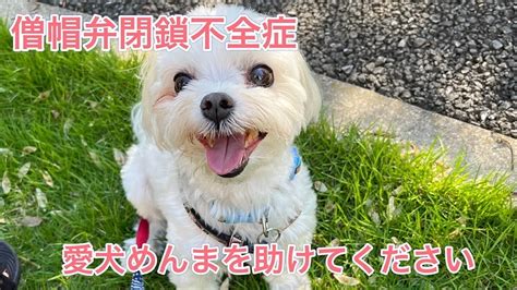 活動報告 【僧帽弁閉鎖不全症】に苦しむ愛犬めんまを手術で救いたい（めんま） クラウドファンディング Readyfor