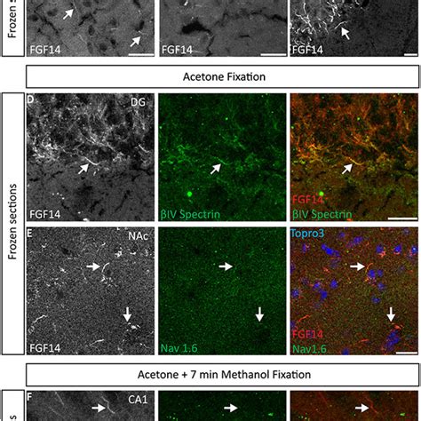 Representative Examples Of Double Immunofluorescence Staining Of Mouse