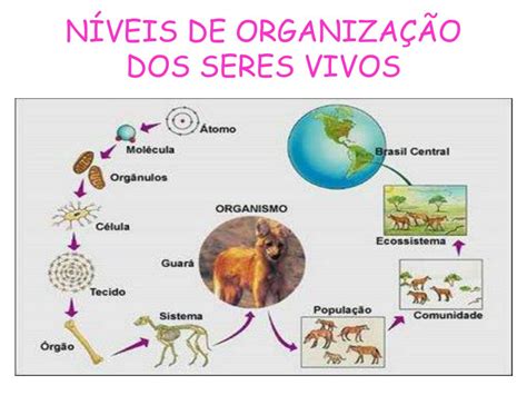 Niveis De Organiza O Biologia Braincp