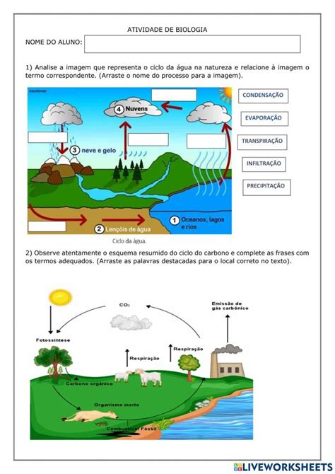 Ciclos Biogeoqu Micos Online Exercise