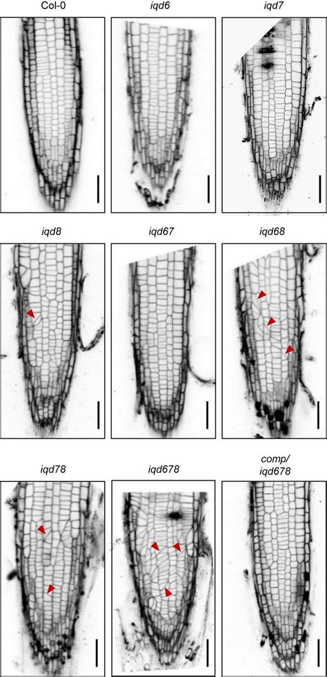 Phenotypes Of Iqd6 Iqd7 And Iqd8 Single Double And Triple