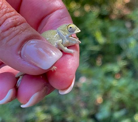 Chameleon Babies Everywhere Friends Of Free Wildlife