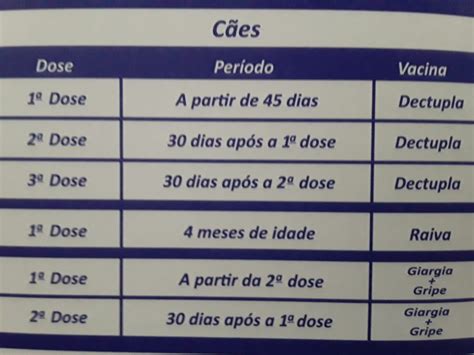 Vacinação é fundamental para a saúde de animais de estimação veja o