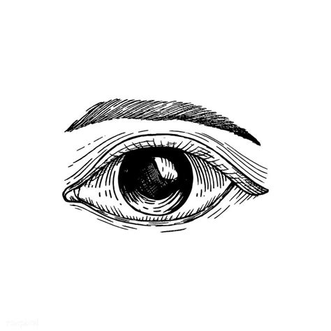 Hand Drawn Human Eye Premium Image By Eye Illustration