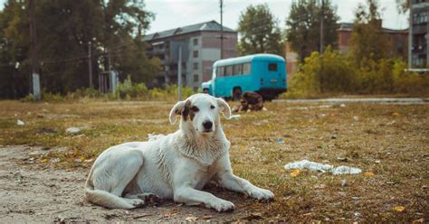 Comment les chiens de Tchernobyl ont survécu à la catastrophe nucléaire