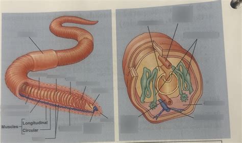 Worm Diagram Diagram Quizlet