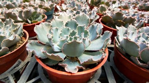 Echeveria shaviana Truffles 多肉 祇園之舞 YouTube