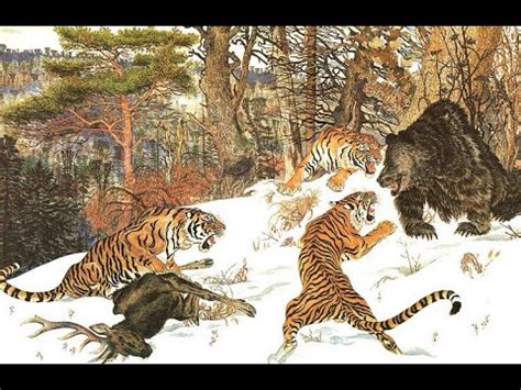 Siberian Tiger Hunting Bear