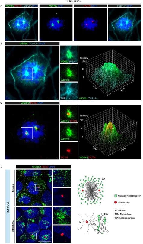 Figures And Data In Microcephaly Associated Protein Wdr62 Shuttles From