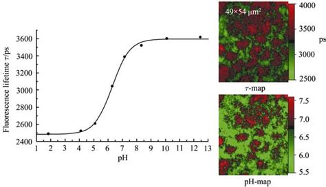 Fluorescence Lifetime Image And Corresponding Refractive Index N