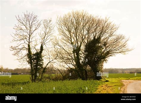 A Group Of Mature Oak Trees In Norfolk Stock Photo Alamy