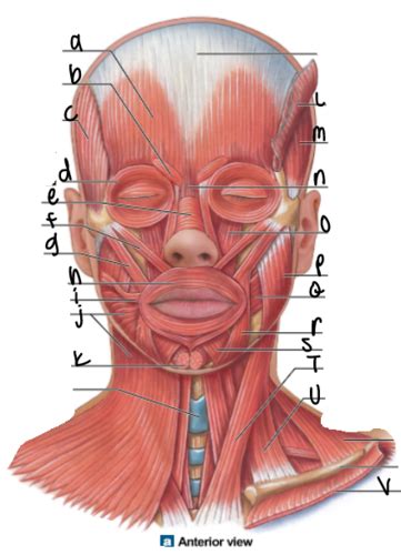 Chapter Axial Musculature Flashcards Quizlet