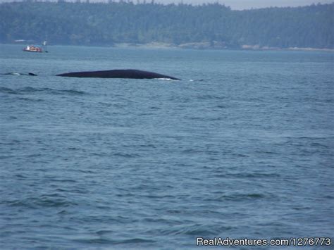 St. Andrews Ocean Adventures Whale Watching, St. Andrews, New Brunswick ...