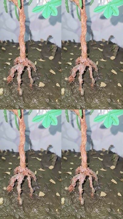 Mangrove Diorama 3d Model Of Mangrove Apple And Red Mangrove Youtube