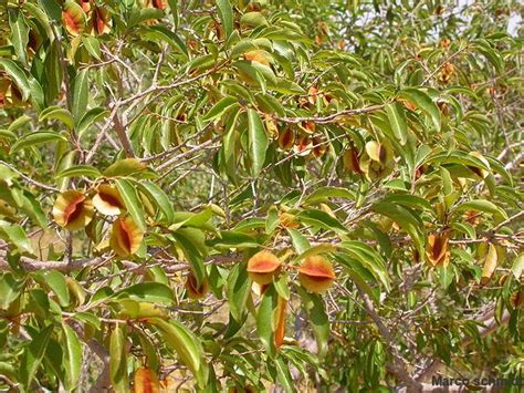 Kinkeliba Vertus Et Bienfaits De La Tisane De Vie D Tox