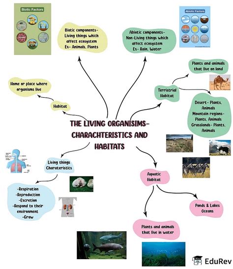 Mindmap The Living Organisms Characteristics And Habitats Science