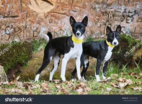 2,054 Black Basenji Images, Stock Photos & Vectors | Shutterstock