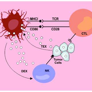 Interplay Between Dendritic Cells And Exosomes In The Antitumor